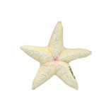 SOFT TOYS STAR FISH W/ MALDIVES 10" - Image 2