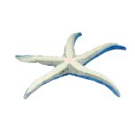 SOFT TOYS STAR FISH W/ MALDIVES 20" - Image 2