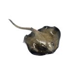 POLY MANTA SLEEPING MEDIUM