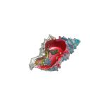 POLY SHELL ASHTRAY COLORED - Image 3