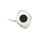 POLY GREY STING RAY MAGNET - Image 2