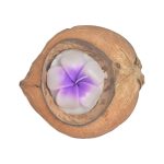 BIG FLOWER CANDLE IN COCO SHELL