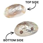 SHELL PLATE W/SHELL 3 LEG