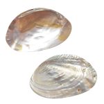SHELL PLATE