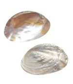SHELL PLATE