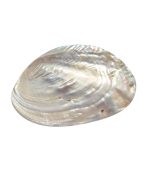 SHELL PLATE - Image 2
