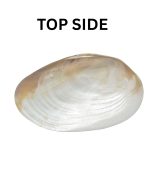 SHELL PLATE PEARL W/ 3LEG 10" - Image 2