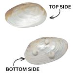 SHELL PLATE PEARL W/ 3LEG 10"