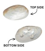 SHELL PLATE PEARL W/ 3LEG 10"