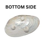 SHELL PLATE PEARL W/ 3LEG 10" - Image 3