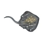 POLY SPOTTED STING RAY SLEEPING