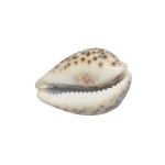 WOODNE SLICE HANDPAINTED - Image 2